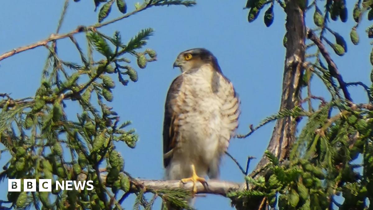 Reprieve for nesting hawks in Coventry as tree felling halted