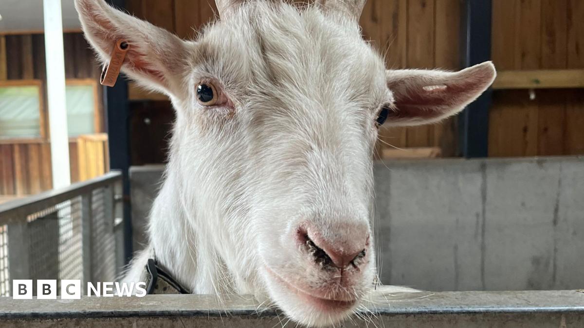 Ouseburn Farm hopes to stay free amid rising costs