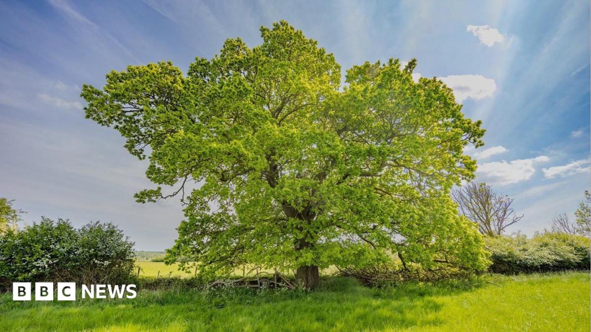 Exploring the mystery of the 'Bomber Oak' tree