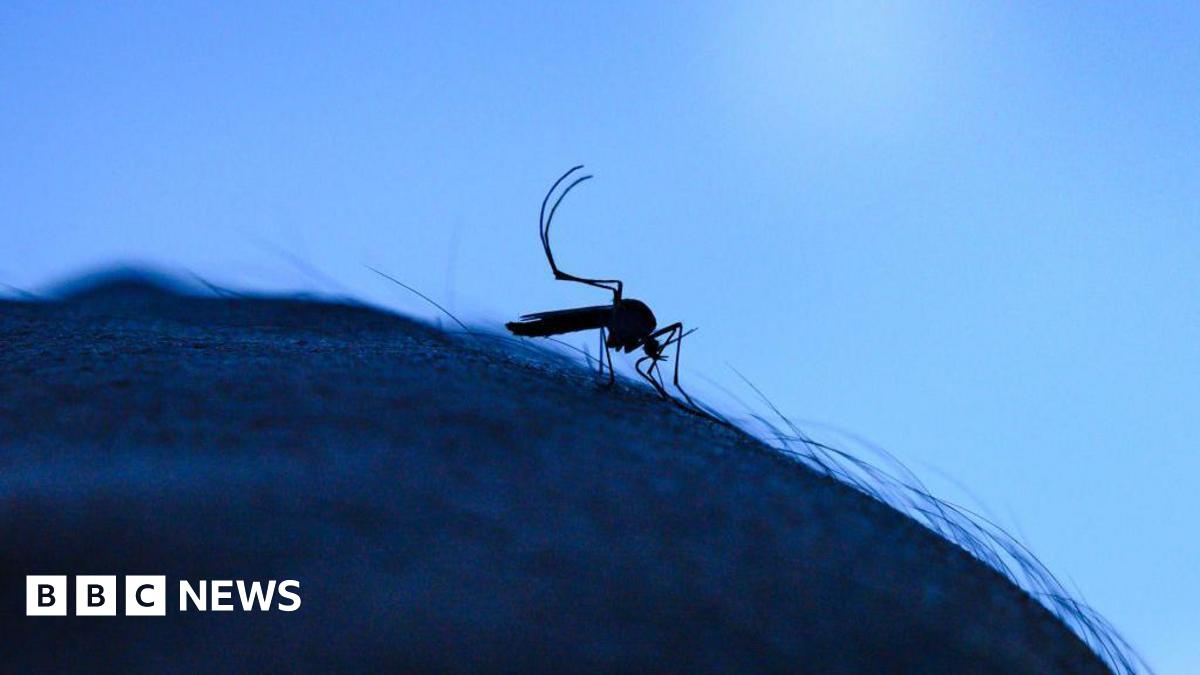 Kent ‘perfect place’ for new mosquitos to enter UK, academic says   www.bbc.co.uk