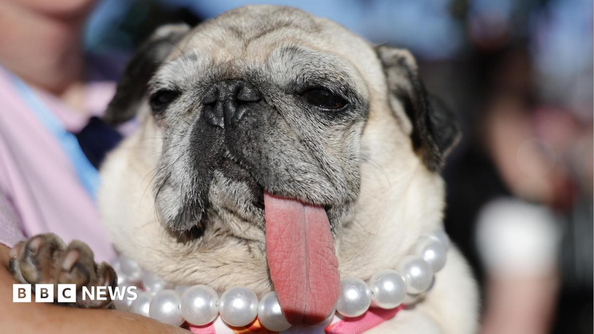 World's Ugliest Dog contest crowns 2026 winner