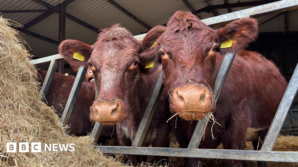 bbc.co.uk - Conor O'Grady - Farmer warns rising feed costs will hit food prices