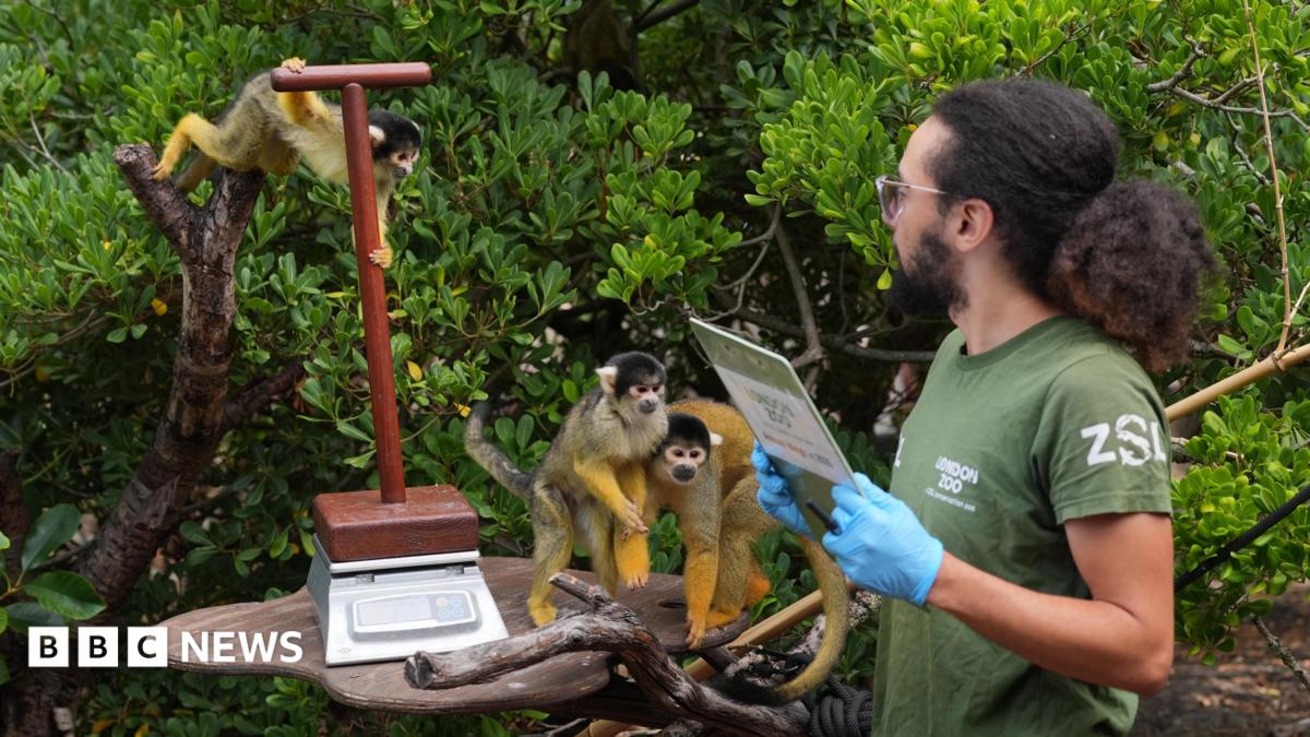 London Zoo animals hop on scales for weigh-in
