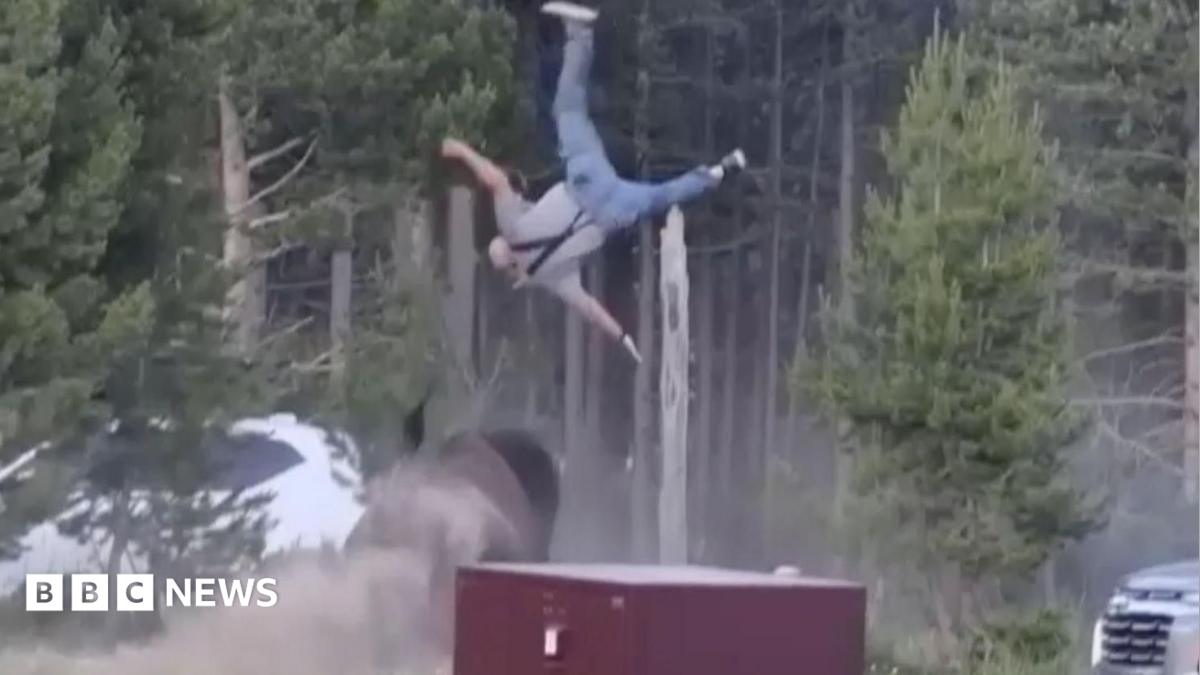 Avô relata terrível ataque de bisões em Yellowstone