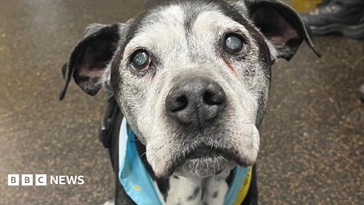 Rescue dogs: Oldest Dogs Trust rescue marks anniversary - BBC News