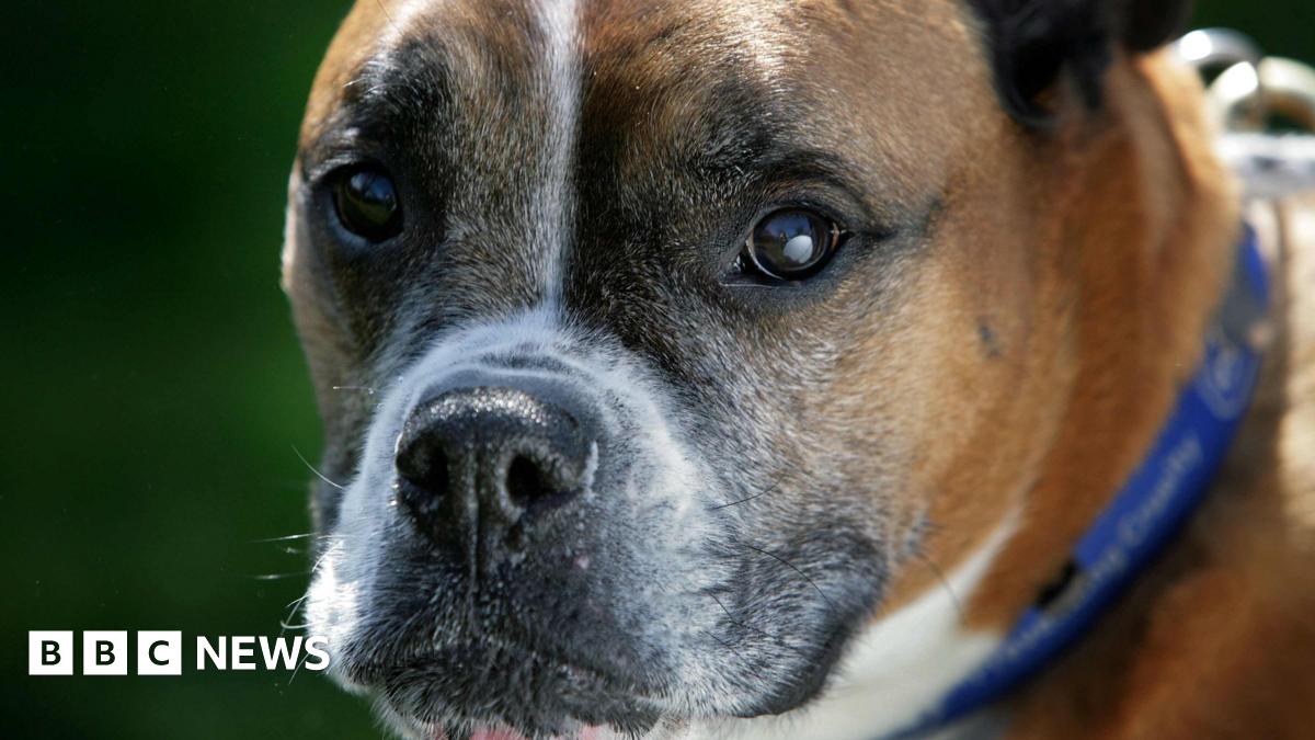 Generic Image up close of a boxer dog's face and nose.