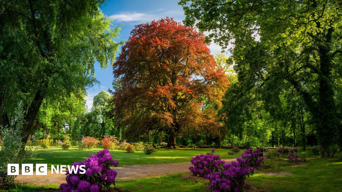 The Heart of the Dalkowskie Hills, a breathtaking 300-year-old beech, has won Poland the European Tree of the Year award for the fourth consecutive ti