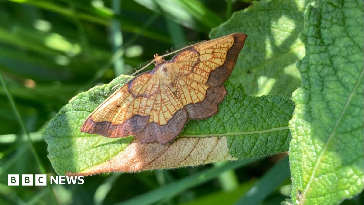 Photo: bbc.co.uk The dark bordered beauty moth which has a yellow body with a brown border around the bottom of its wings. It has a small