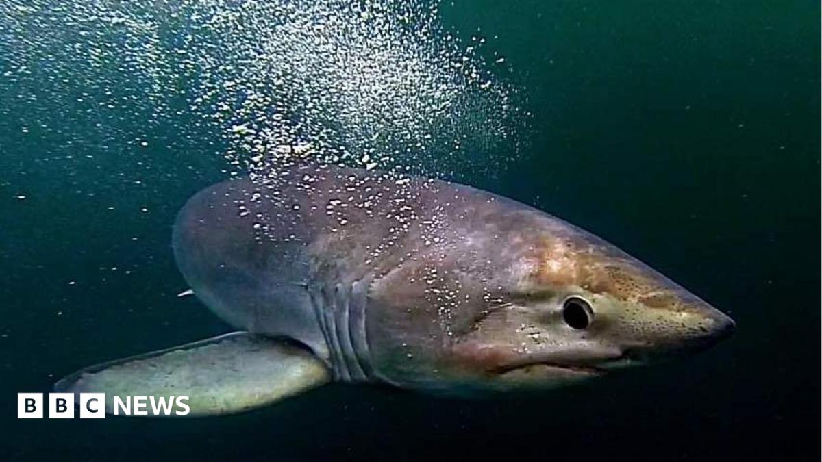 Shark species in south-west England and Channel Islands changing