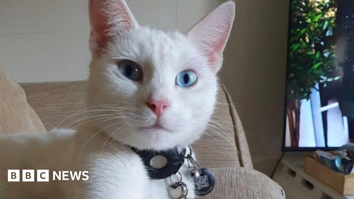 Deaf cat who hitched ride in van is found