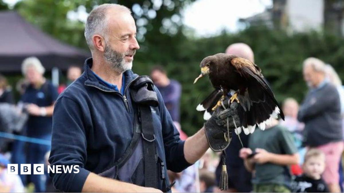 A bird handler is holding a hawk on his gloved hand. A blurred crowd is stood behind him. The hawk has food clasped in its beak.