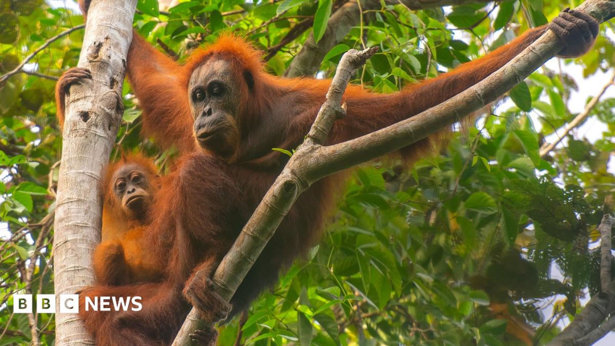 Four days of extreme rain killed 7% of world's rarest orangutans, study says