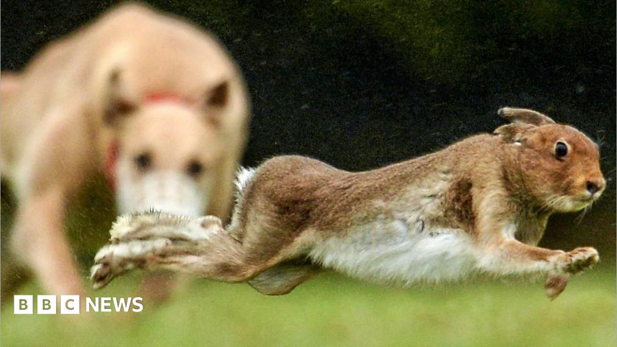Gates smashed and crops destroyed as farmers threatened by gangs hunting hares