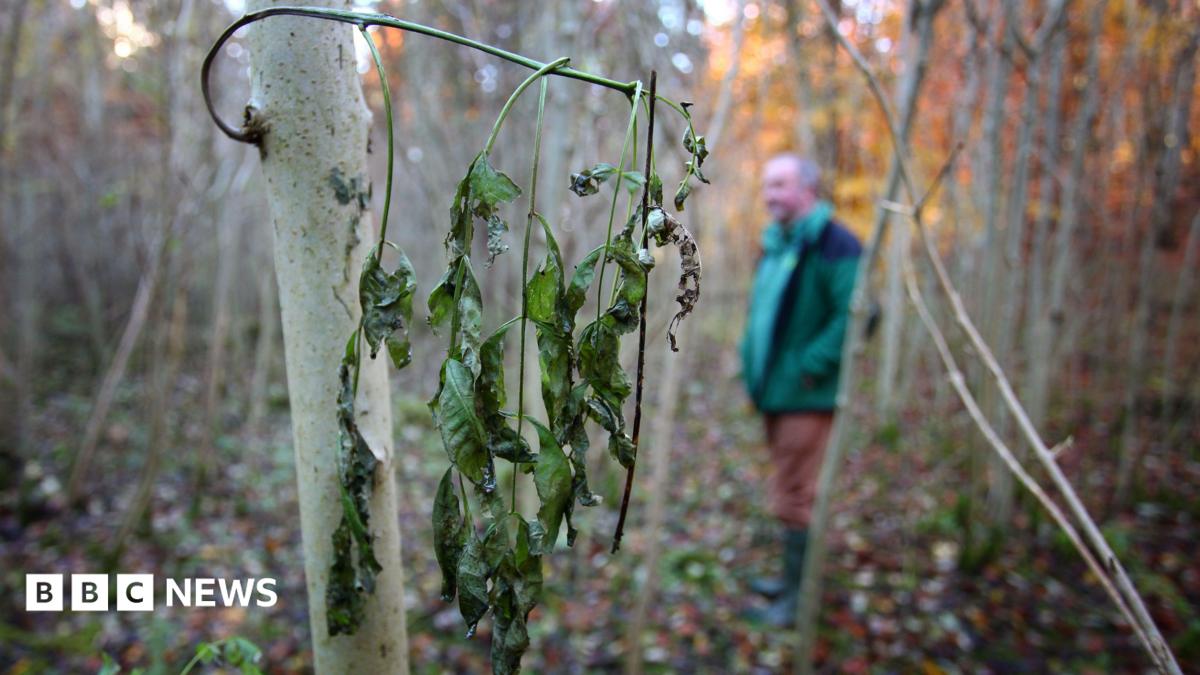 Plea over Leicestershire's ash dieback 'challenge'