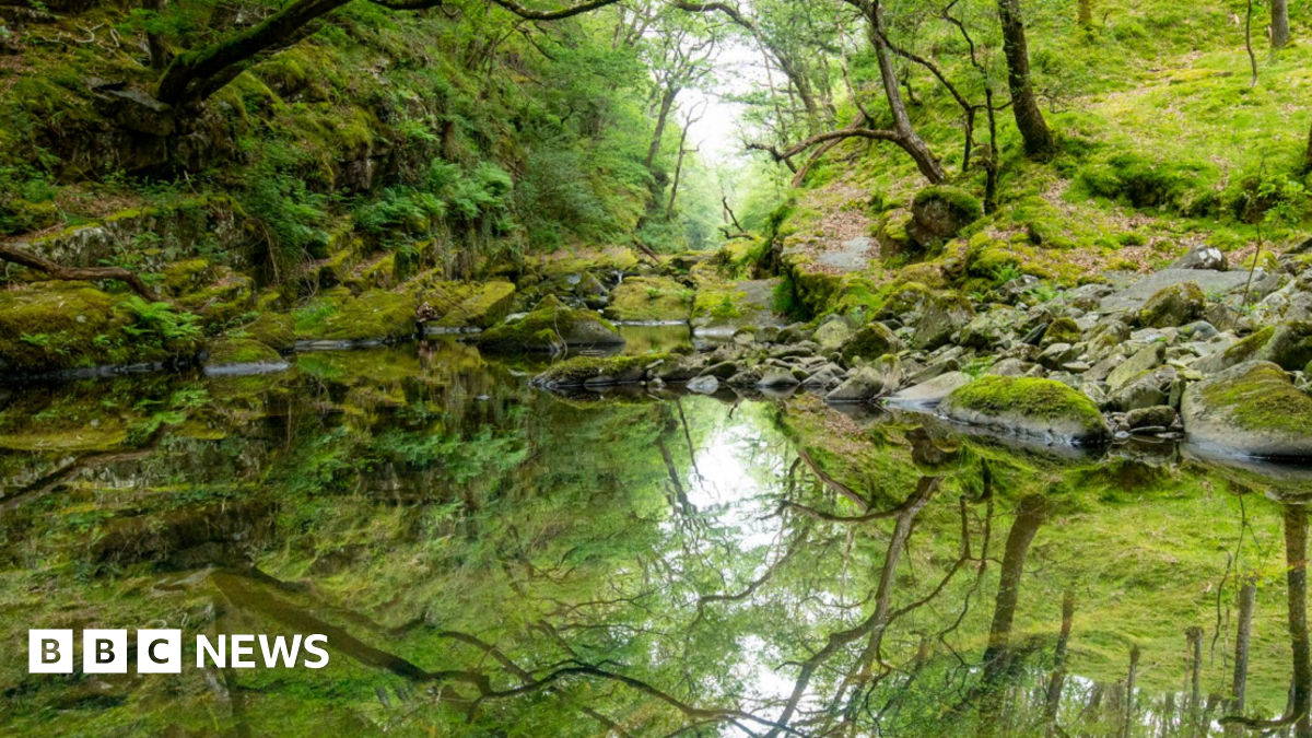 Celtic rainforest facing species 'extinction crisis'