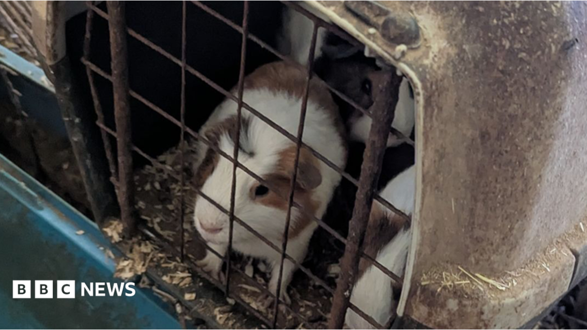 Couple banned from owning pets after 114 guinea pigs and 31 cats found in filthy home