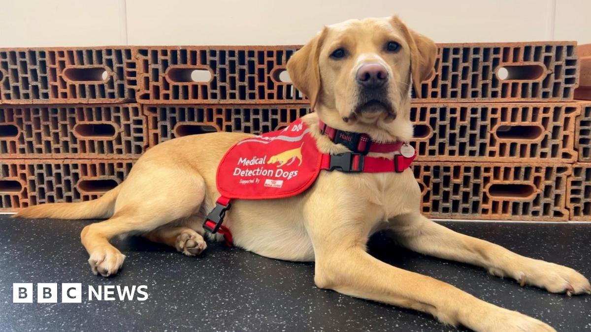 Battersea rescue dog trained to detect lung infection