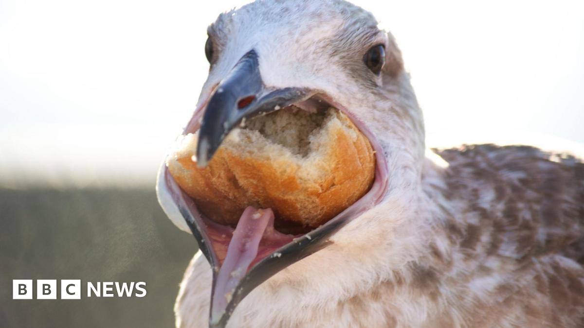 Scientists probe gulls' 'weird and wonderful' eating habits