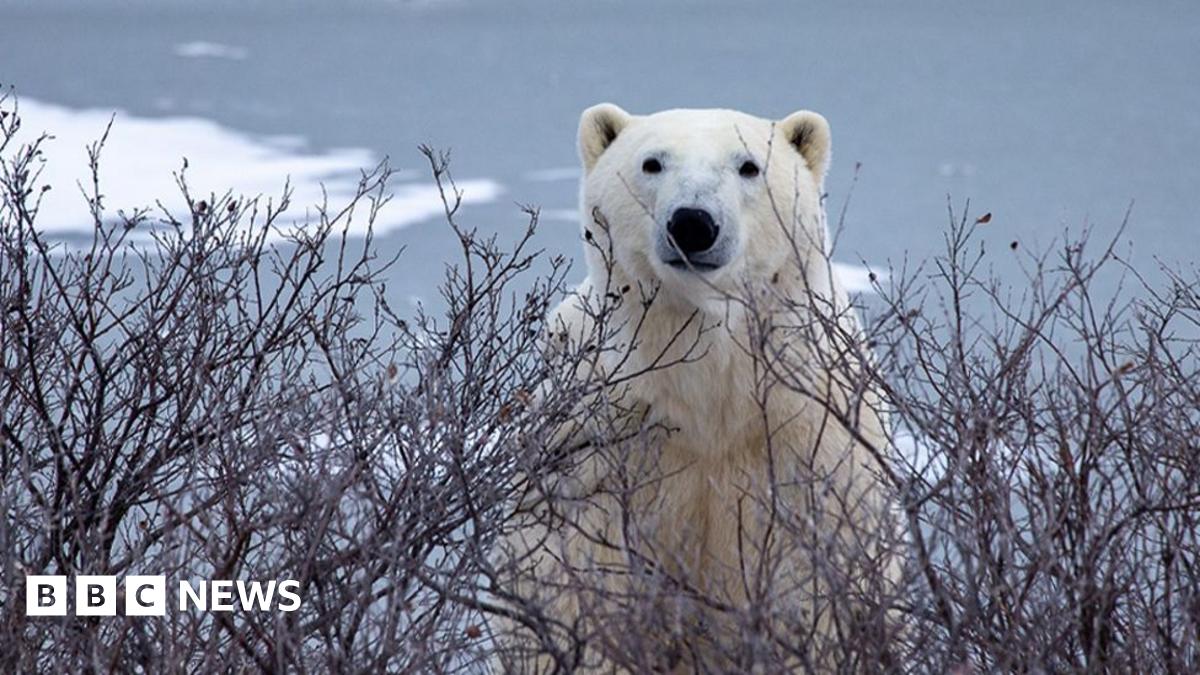 Trouble in Arctic as polar bears and people face warming world - BBC News