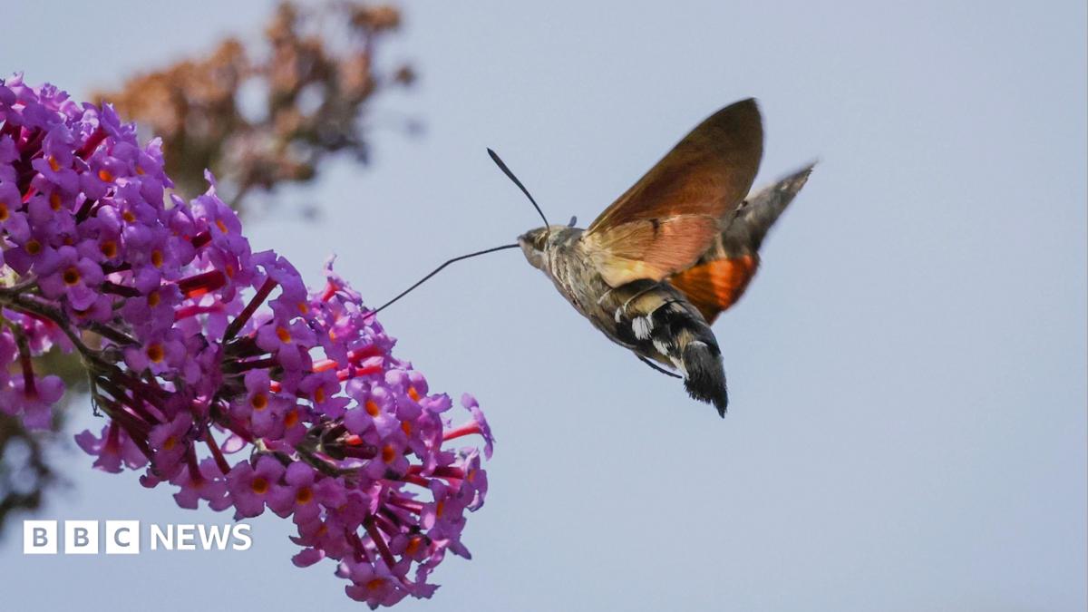 Your photos from the West Midlands: From flowers in unlikely places to a surprise zebra