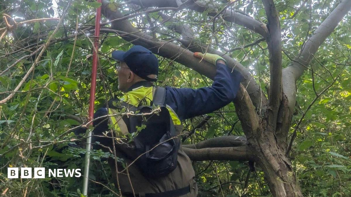 Northumberland woodland volunteers pull up Himalayan balsam
