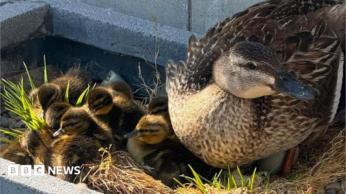 Ducklings saved after hatching on Hull roof terrace