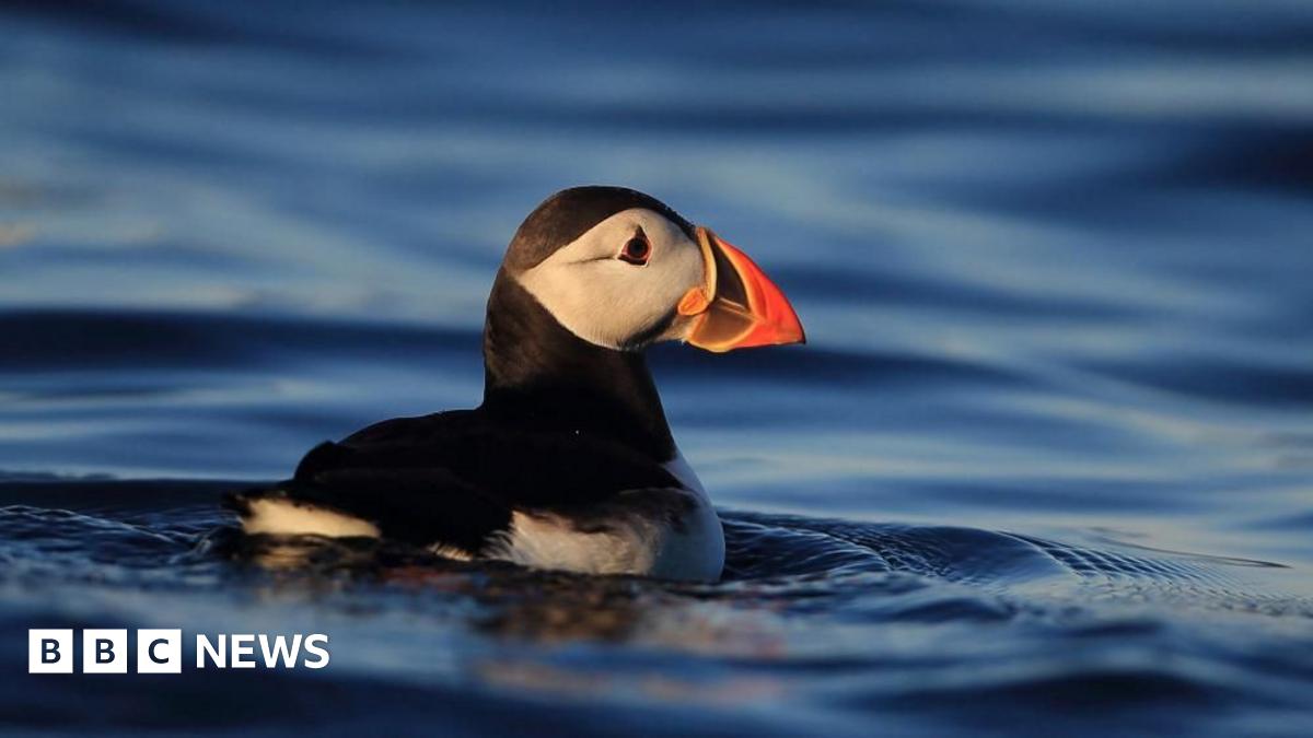 
                            Puffins: Isle of Muck comeback 'proves restoration works'