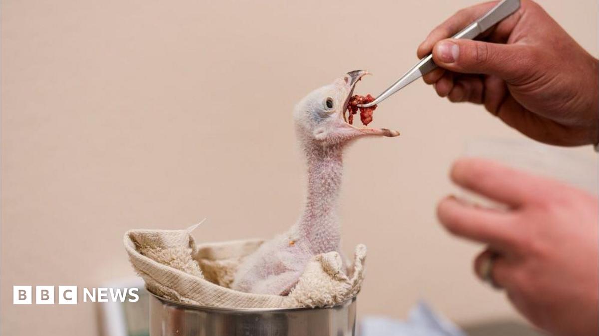 Chester Zoo Welcomes First Secretarybird Chicks in 95 Years