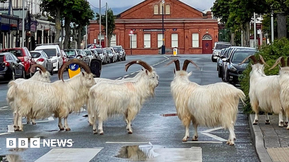 Goats in Llandudno