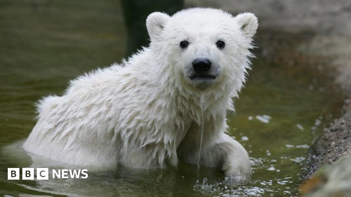 Knut polar bear death riddle solved BBC News