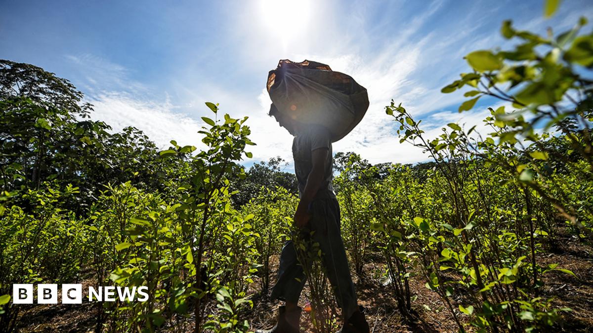 Cocaine production reaches record levels as new trafficking hubs emerge - BBC News