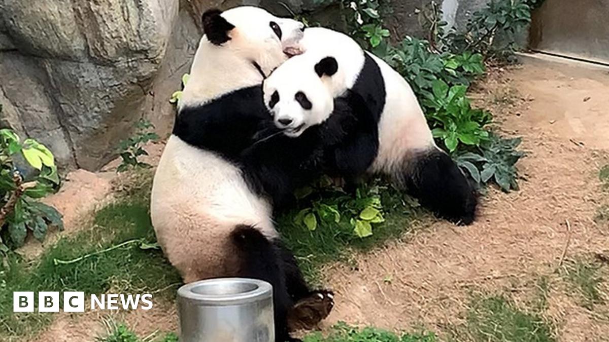 Coronavirus Pandas mate in lockdown at Hong Kong zoo after ten years(02)