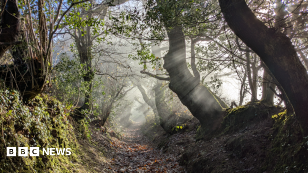 Looe rainforest project wins national recognition award