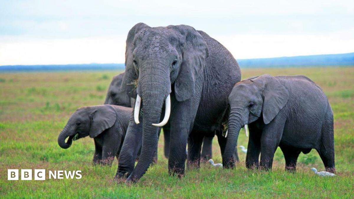 Mysterious elephant deaths in Kenya raise questions around pesticides