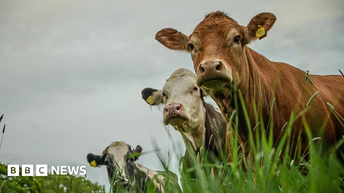 Your photos from the West Midlands: Curious cows and foxes among the rain