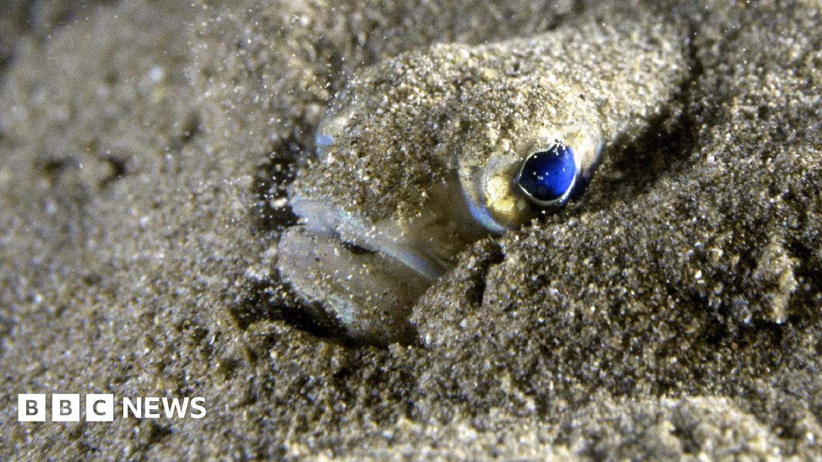 Warning as venomous weever fish return to British beaches