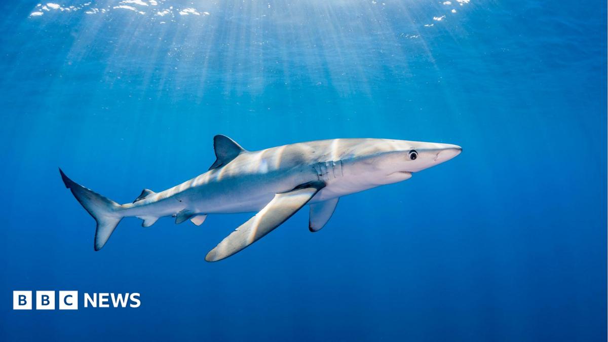 Blue shark in Irish waters - man bitten while tagging shark off Waterford coast