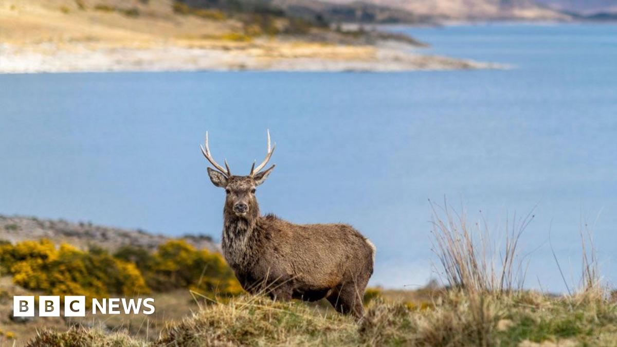 
                            Why the battle still rages over land ownership in Scotland