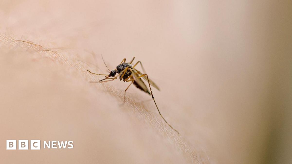 West Nile virus detected in UK mosquitoes for first time