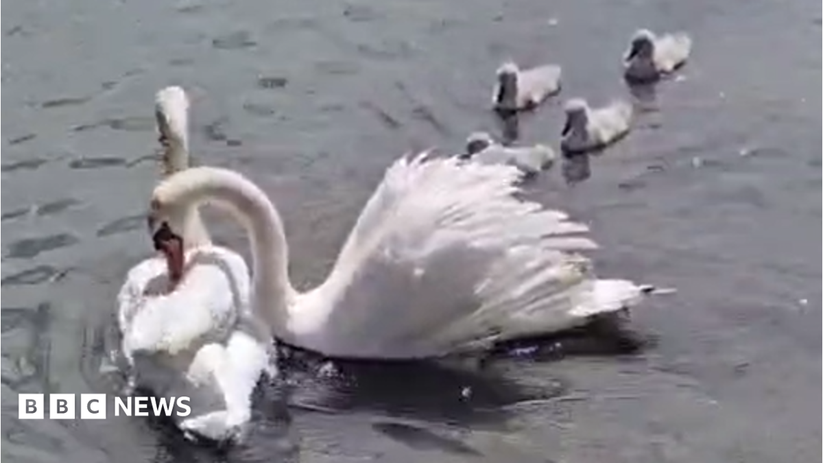 Portsmouth pub landlord assists injured swan rescue with kayak