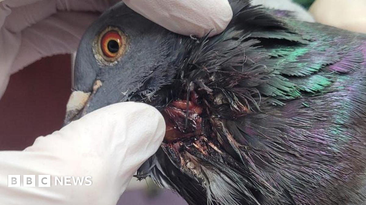 bbc.co.uk - Leigh Boobyer - TikTok catapult trend causing concern as pigeons injured