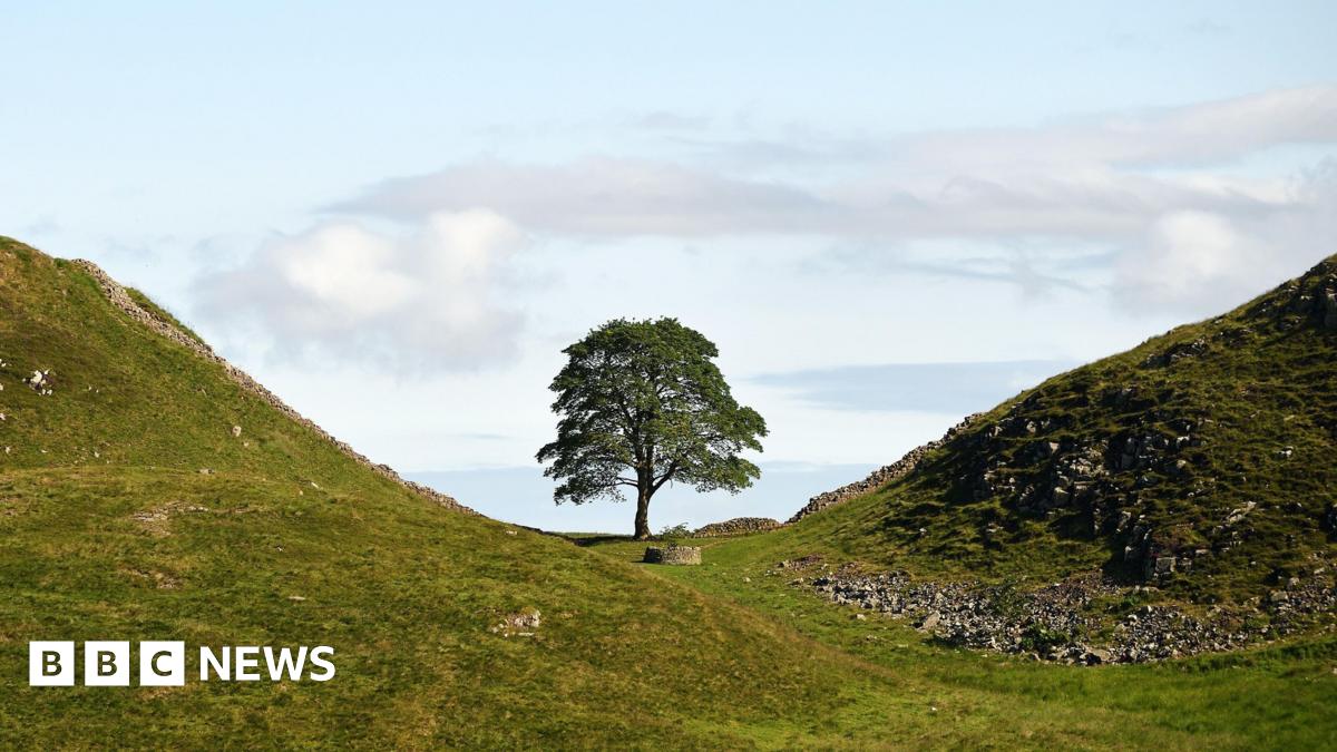 Sycamore Gap tree convict released from jail after 10 months