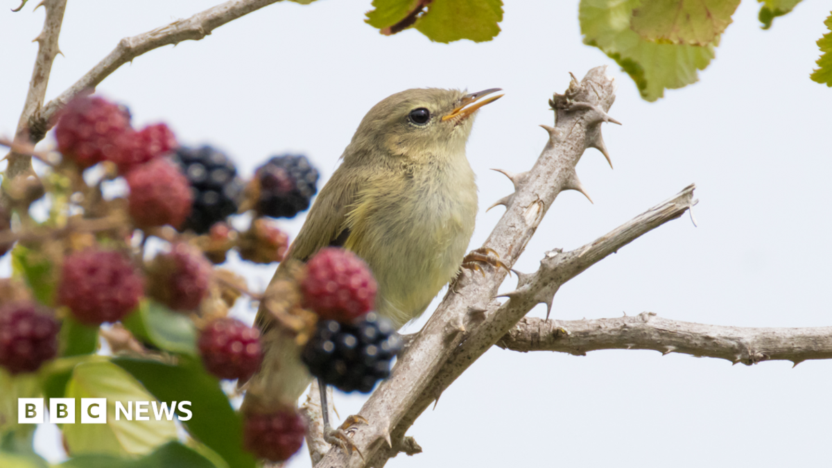 A small bird is perched on a thorny branch with ripening blackberries against a bright sky.