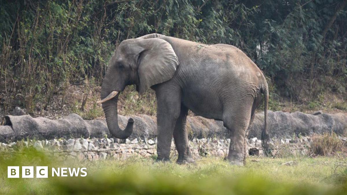 The lonely life and death of Delhi's only African elephant