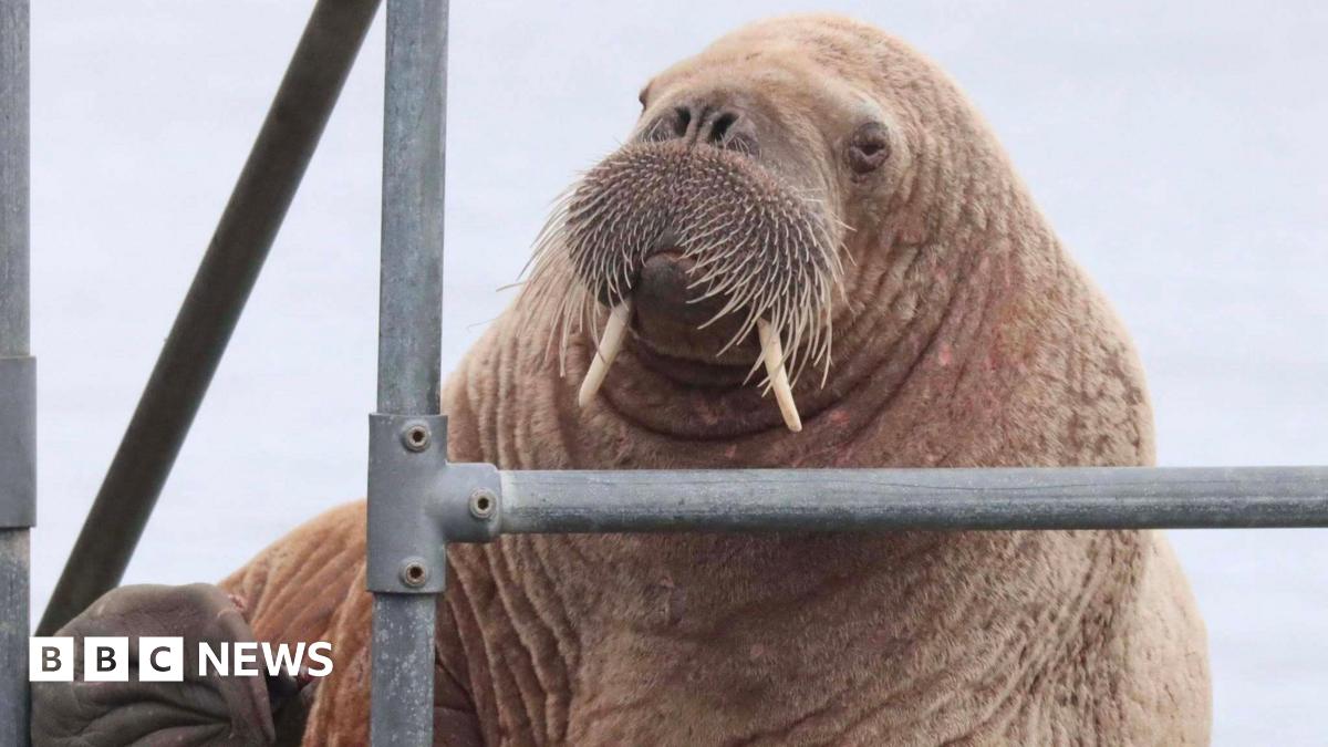 A brown walrus with tusks and whiskers on a pier behind a metal fence.
