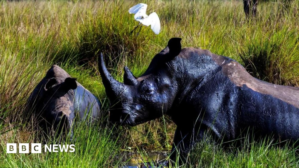Uganda rhinos: 40 years after the last one was poached the huge mammals are back in the wild
