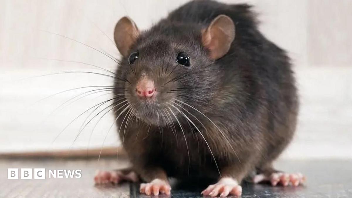 Rat