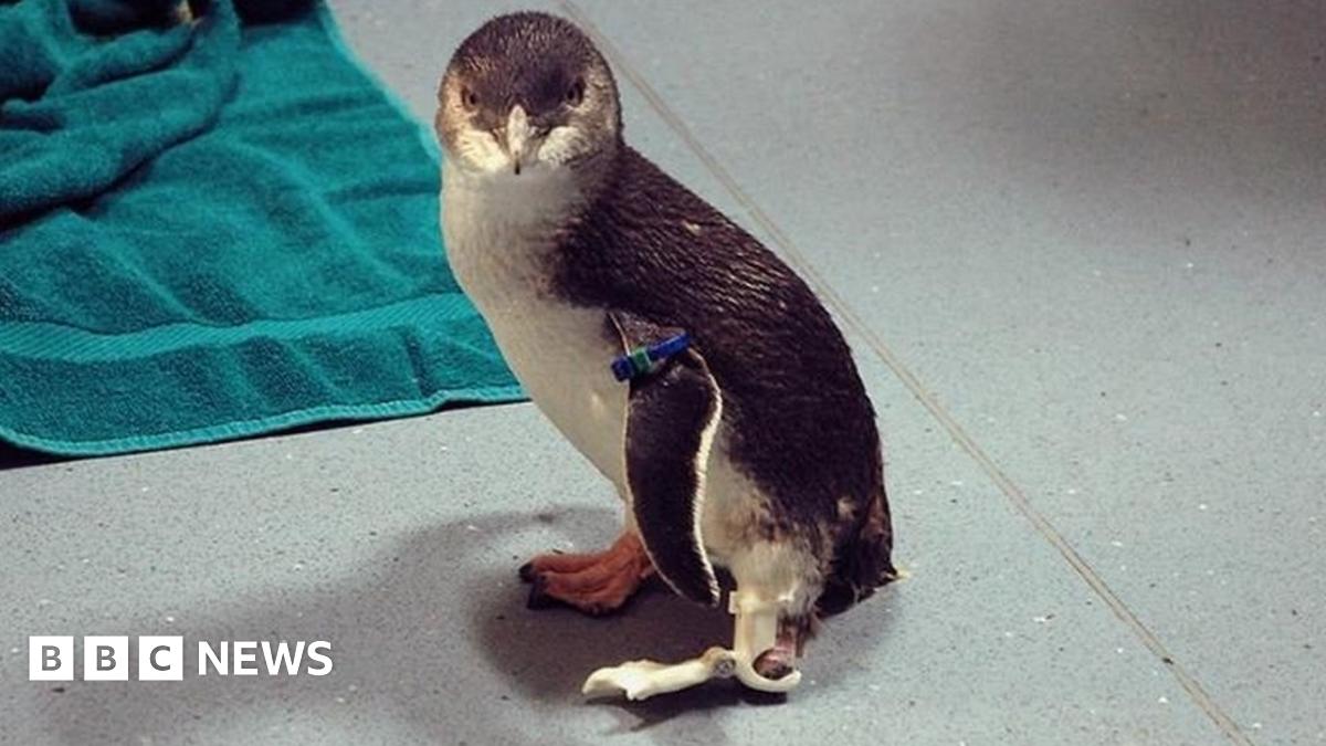Bagpipes the New Zealand penguin gets 3D printed foot - BBC News