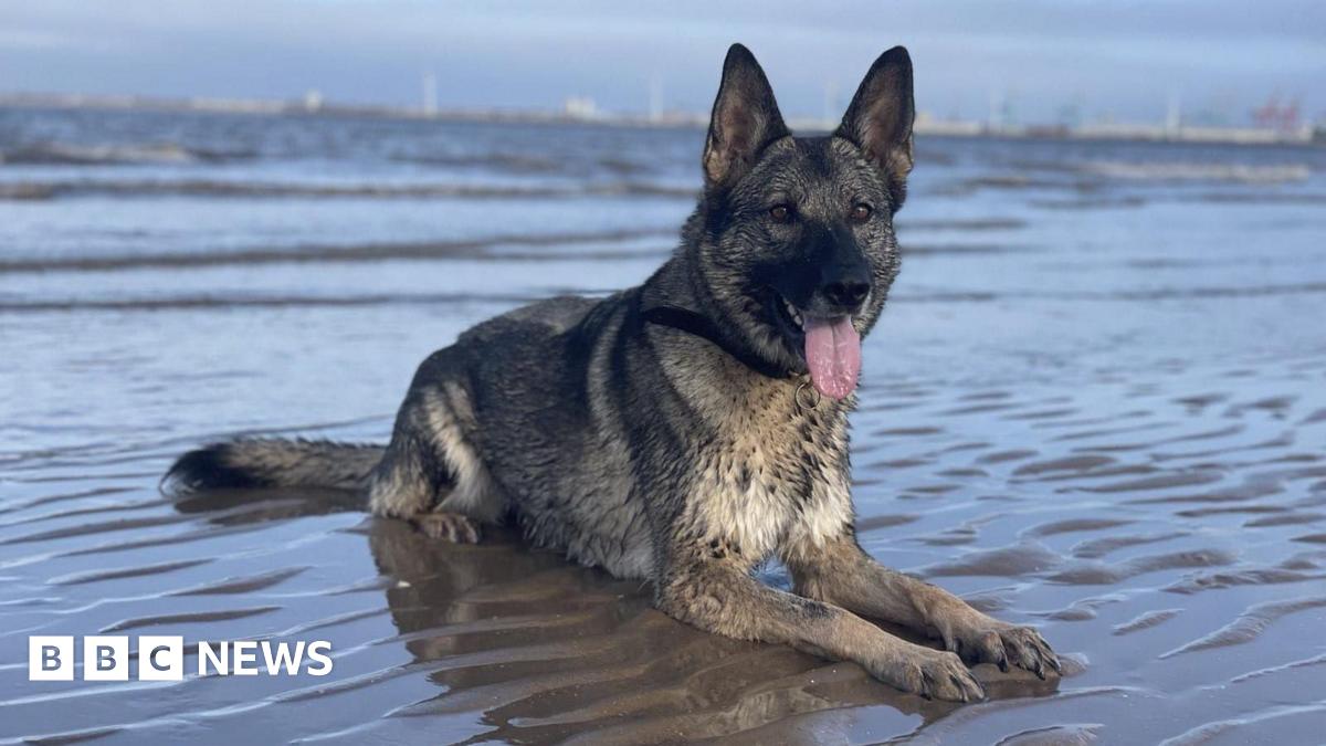 PD Coty, the retired police dog