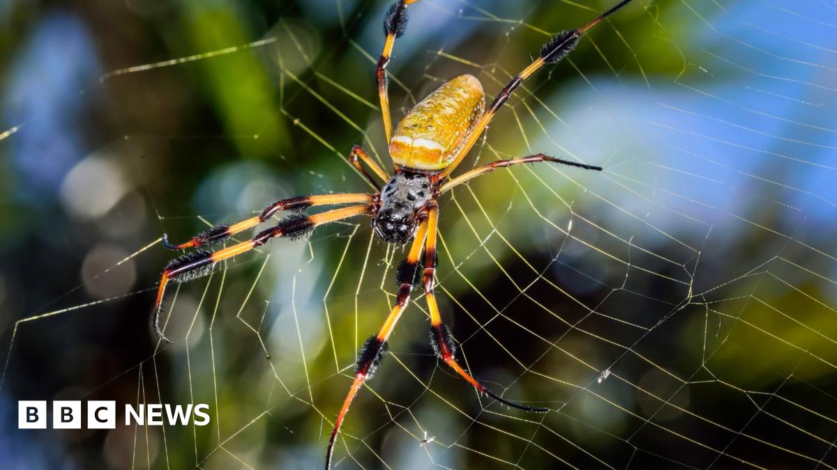 Spider silk helps creates microscope superlens - BBC News Spider silk helps creates microscope superlens - BBC News